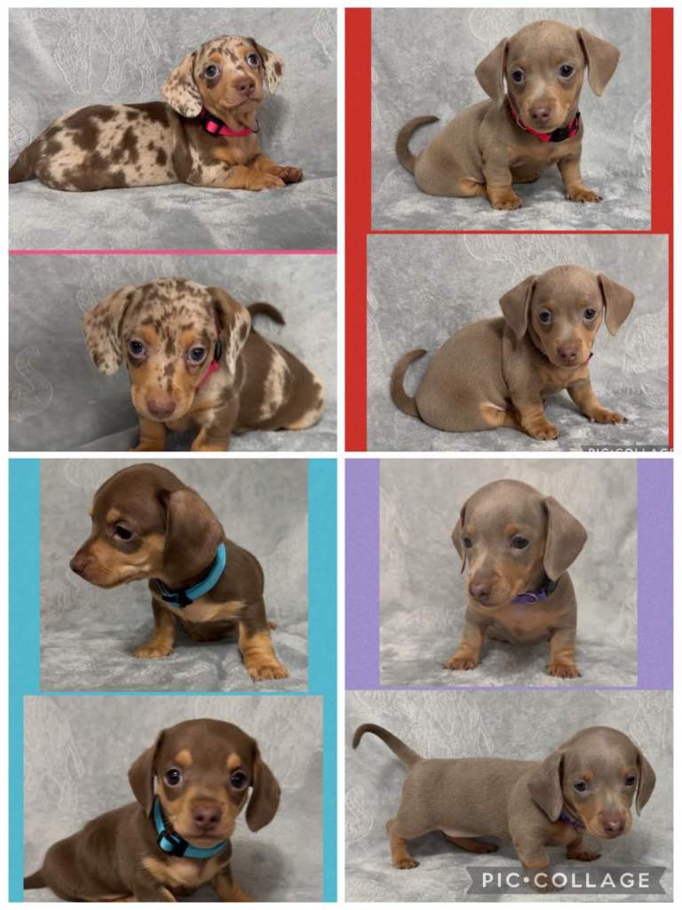Miniature Dachshund Puppies