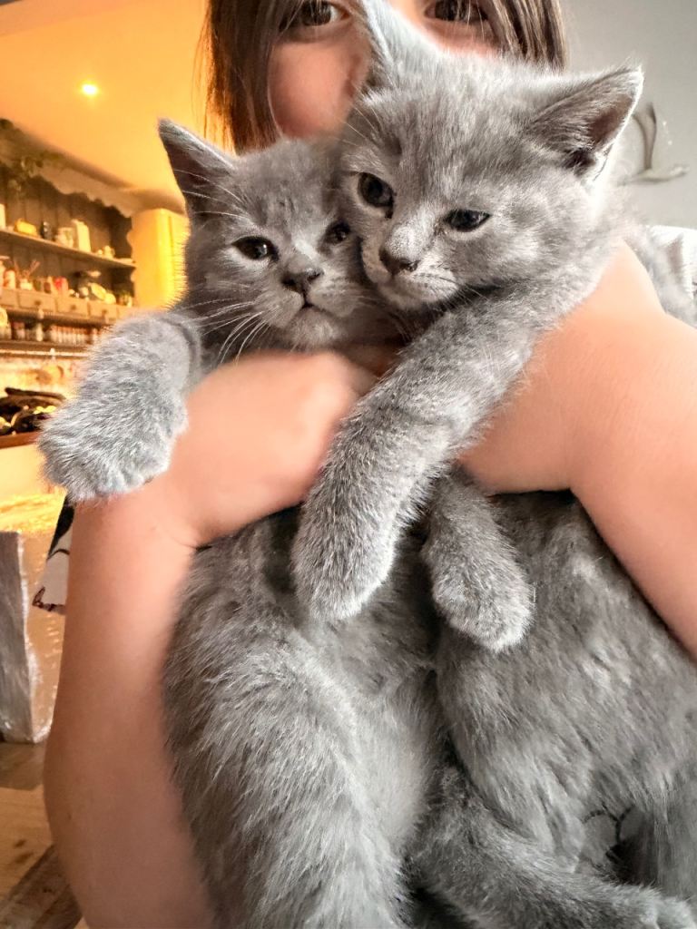 Short blue 1/2 x 1/4 short blue boy kitten 