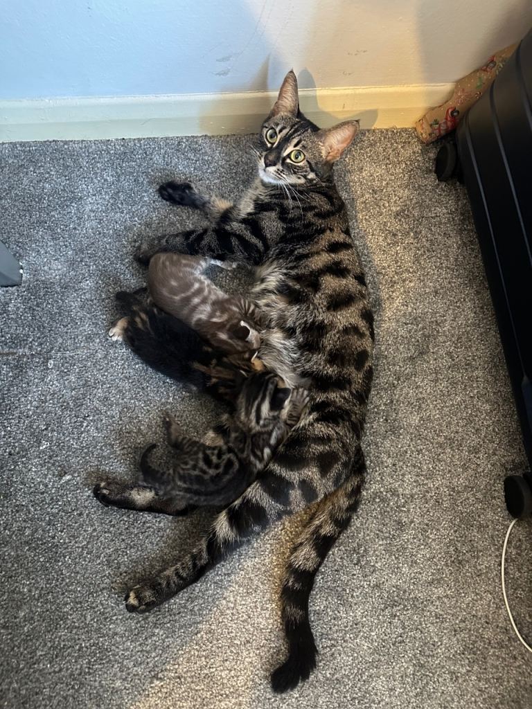 Bengal kittens 