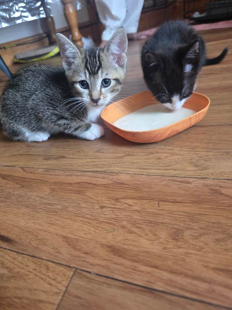 3 kitten for sale 100 each!! 