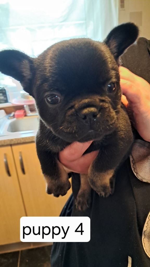 French bulldogs puppies 