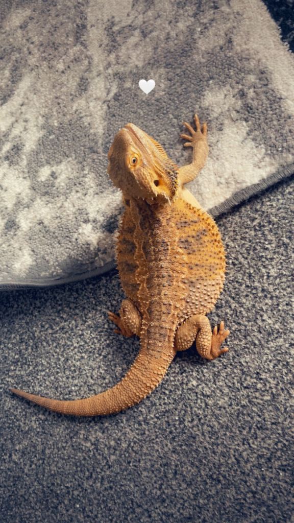 Bearded dragon for sale