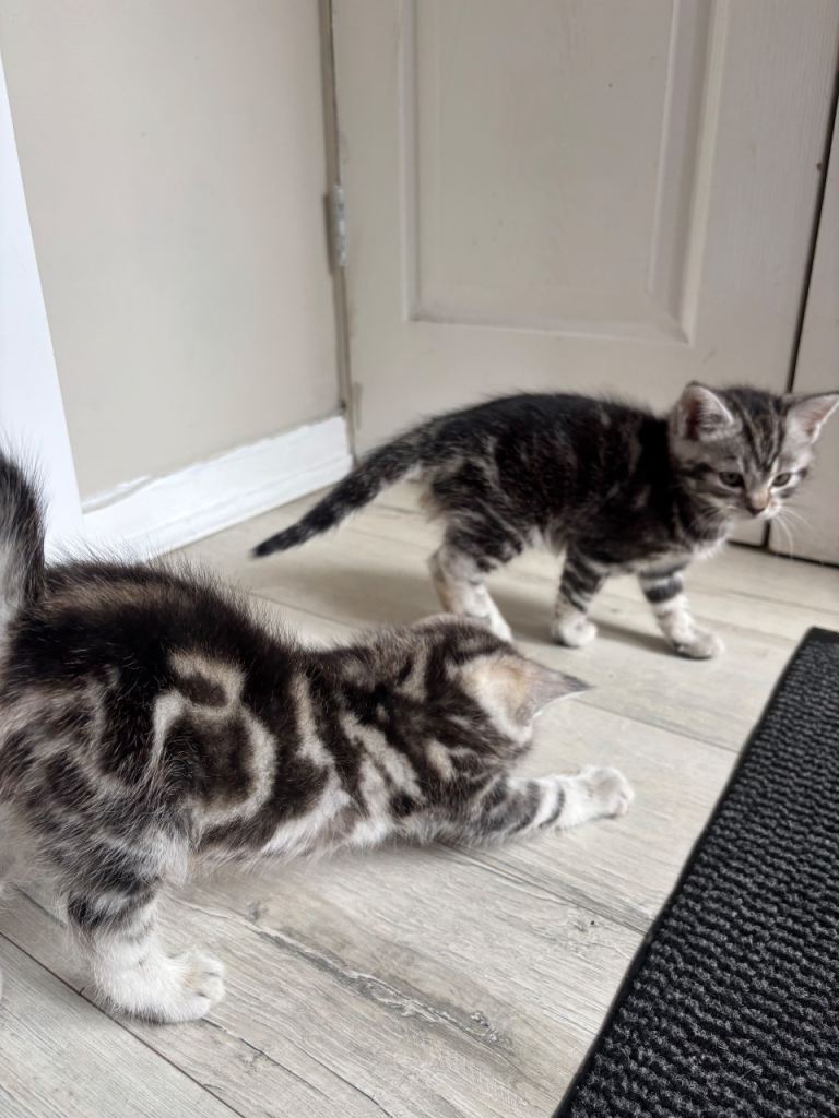 Beautiful kittens 