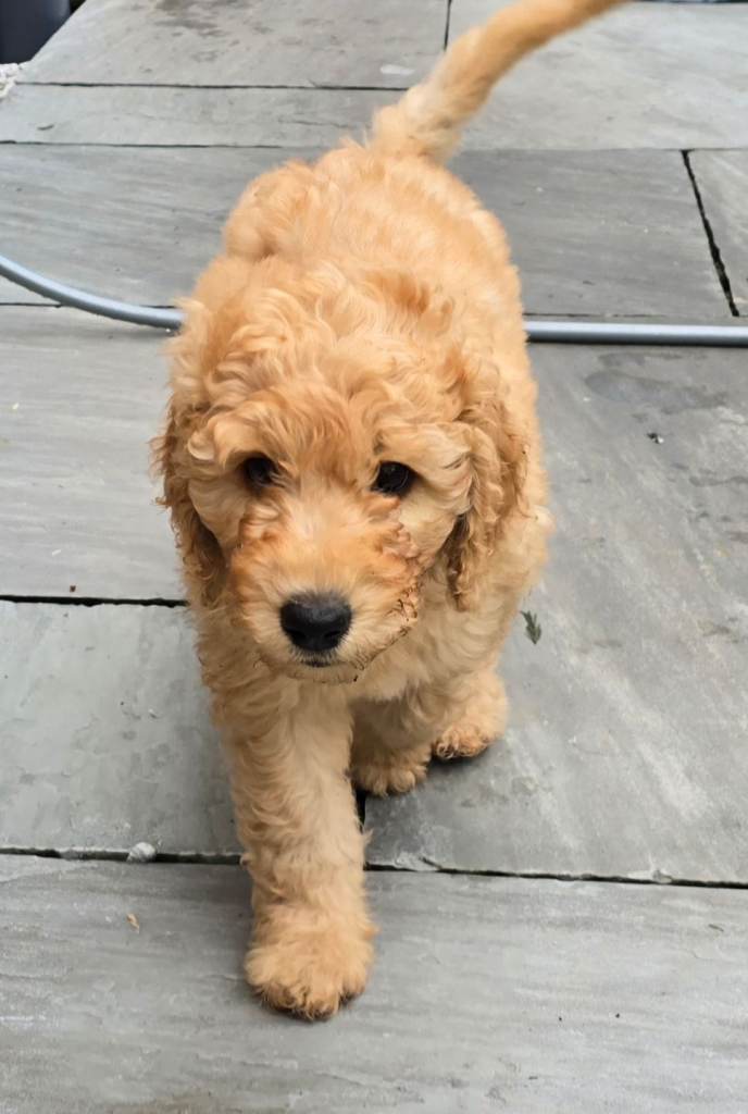 Beautiful cream f4 labradoodle boy vaccinated chipped Ready to go to the right home 