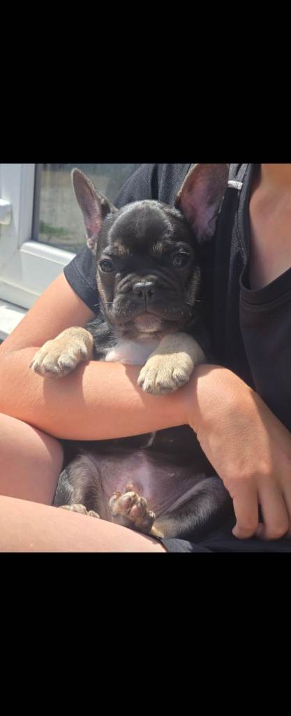 3 Stunning French bulldog puppies left