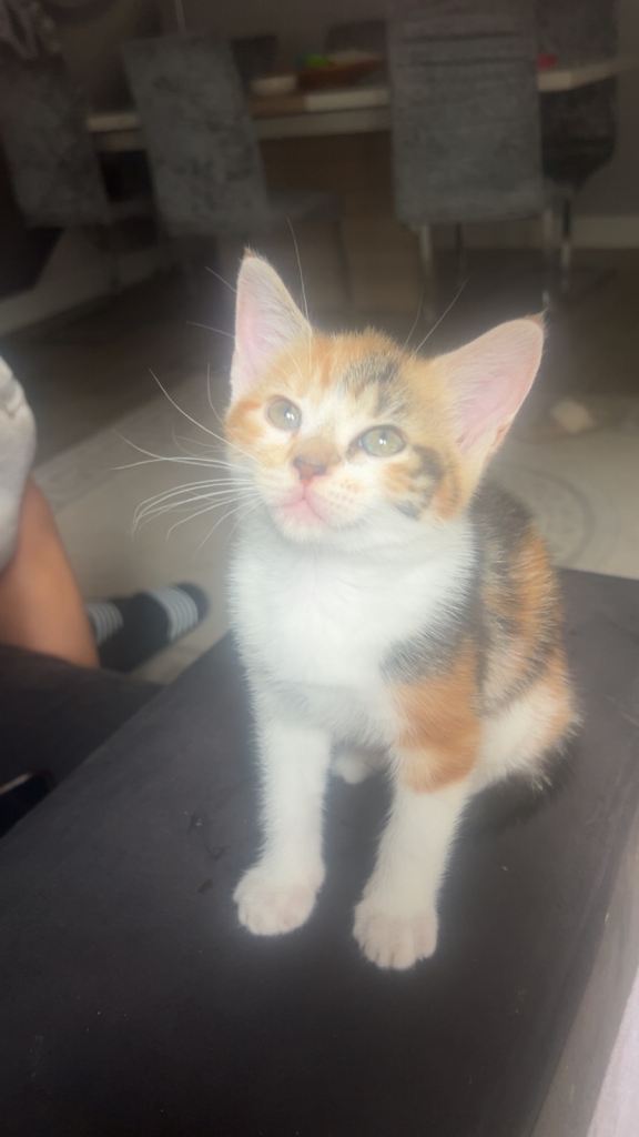 Beautiful kitten