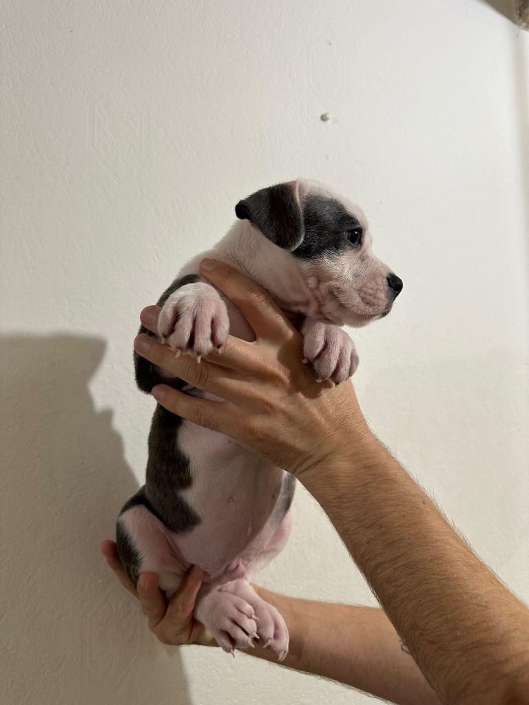 Staffy Puppies