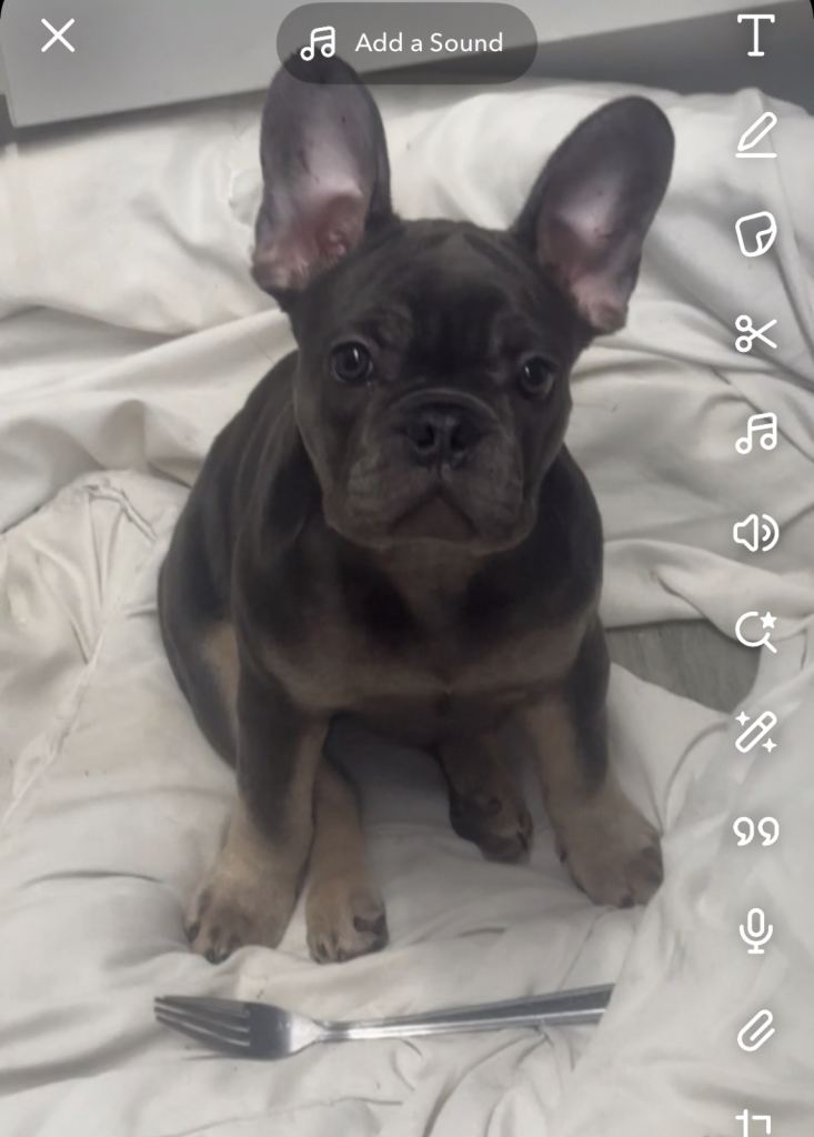 French Bulldog 