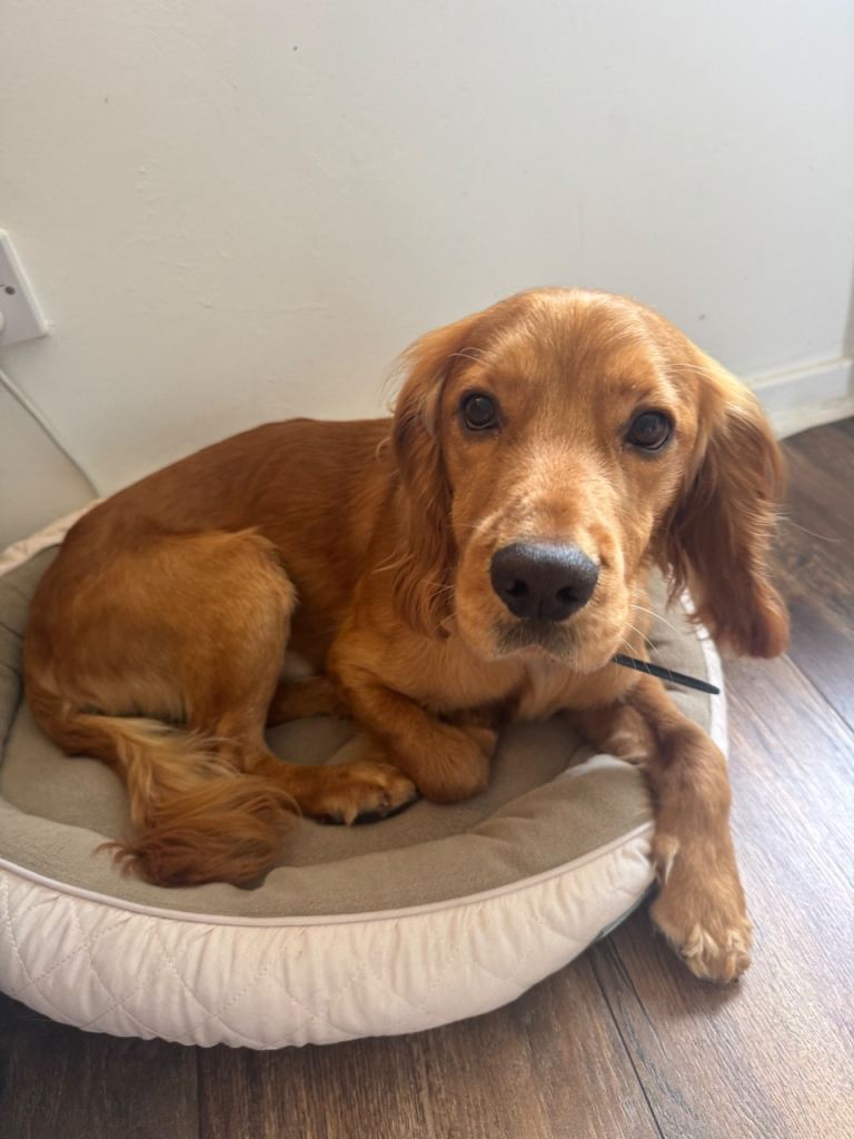 Cocker Spaniel