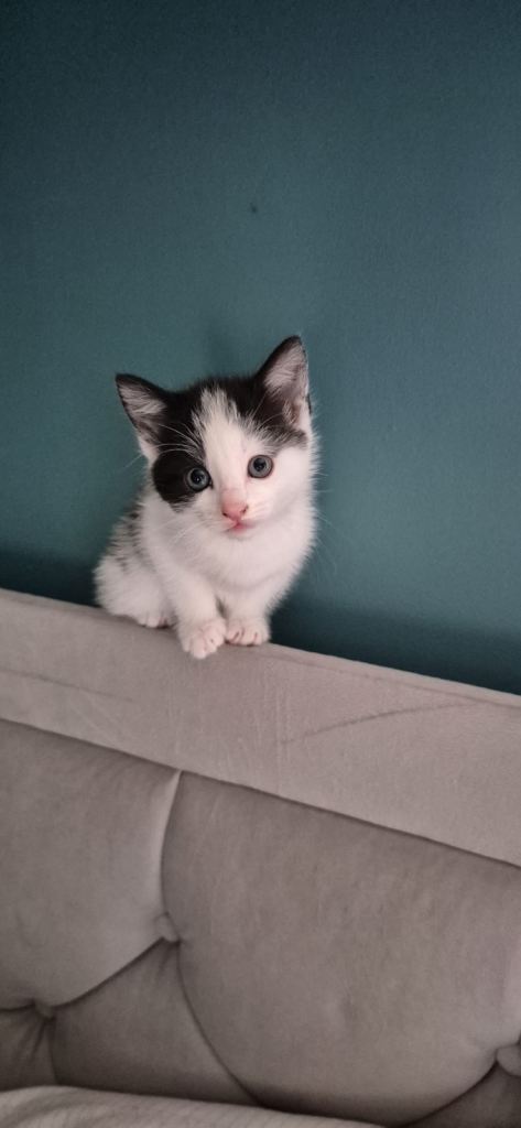 KITTEN