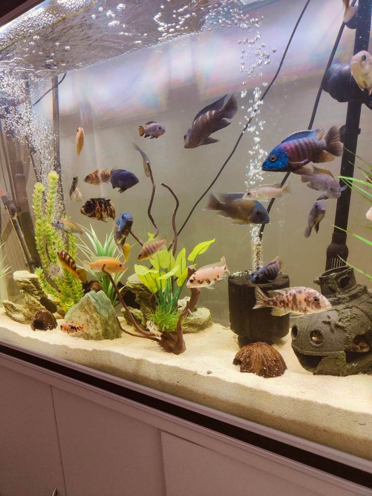 Aquarium 7 OB CICHLID FISH 