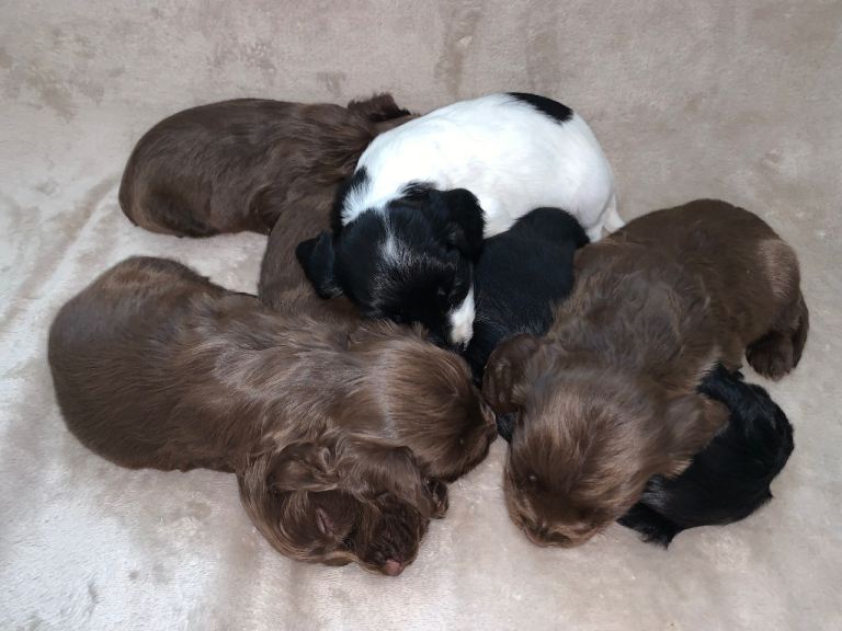 Beautiful springer spaniel pups looking for forever homes 