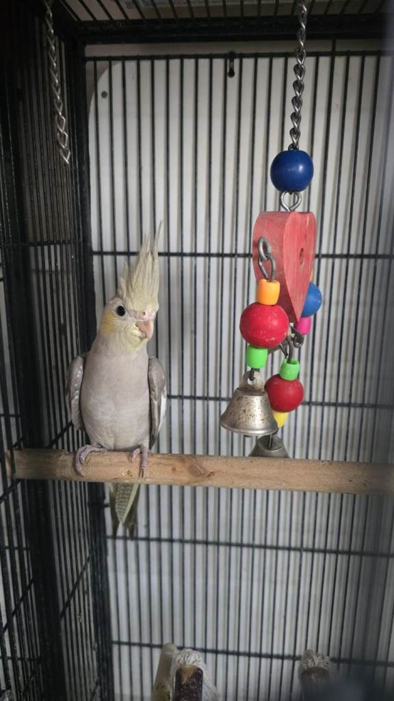 Cockatiel