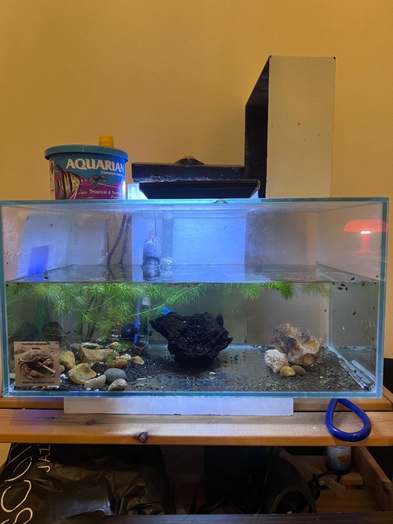 Fish tank with Guppies