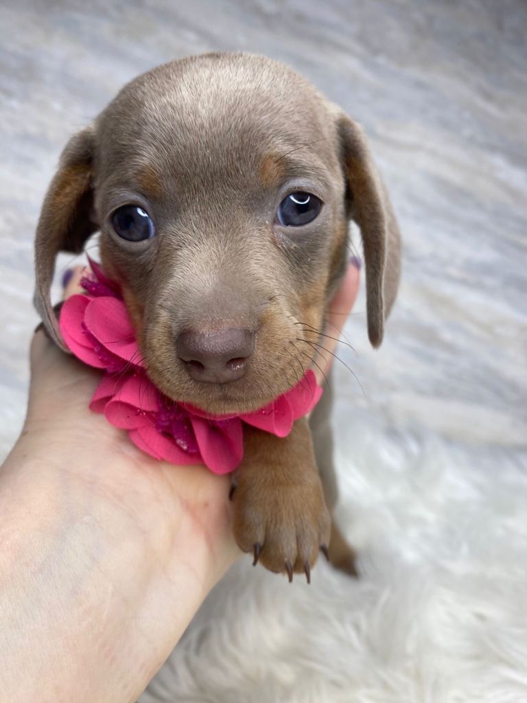 Stunning mini dachshund female pup. Ready for new home 