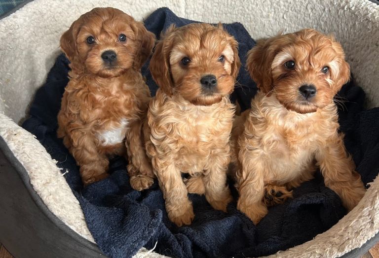 Toy Cavapoo Puppies