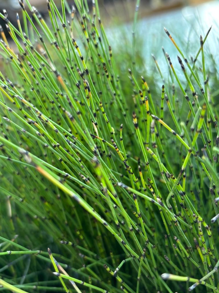 Dwarf Horsetail Pond Plants in approx 10cm square pots, x4 left for sale
