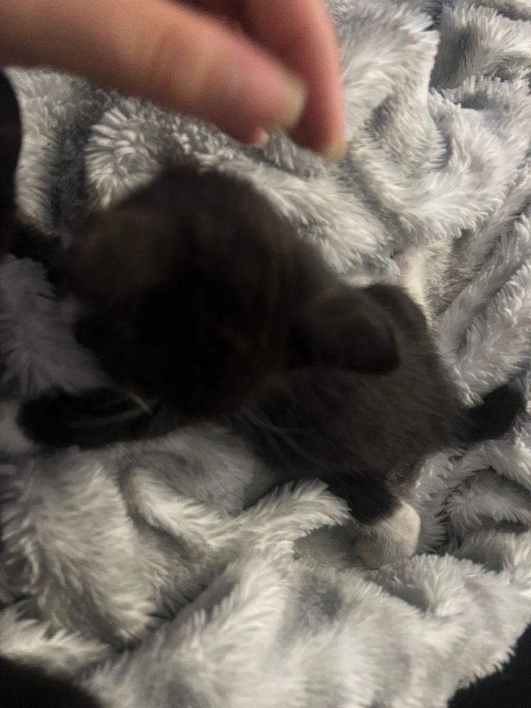 5 little kittens ready to go in their new homes 
