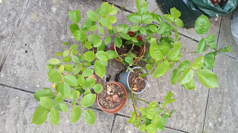 1 rose plant in a small pot healthy plant 