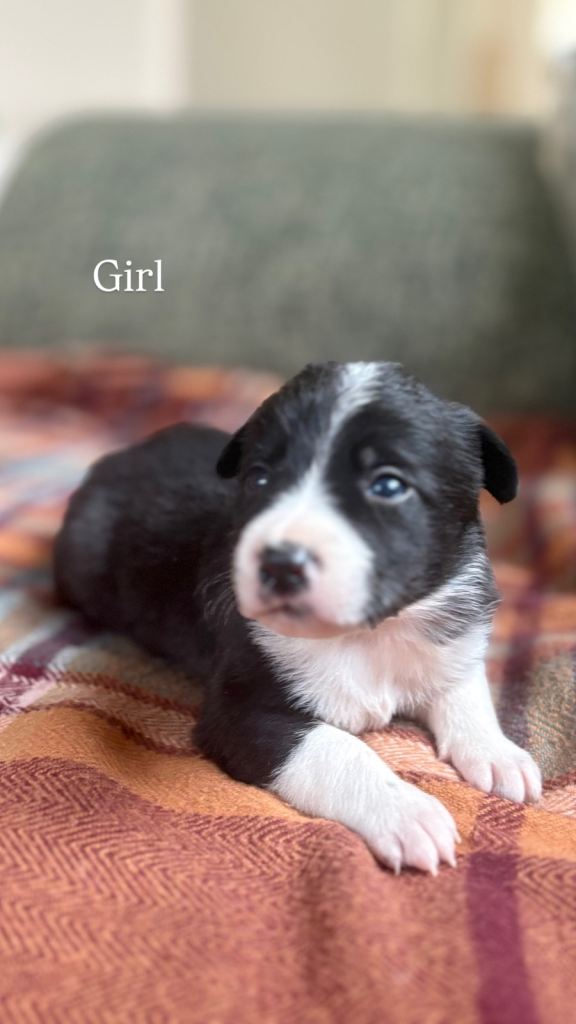 Collie x kelpie puppies 