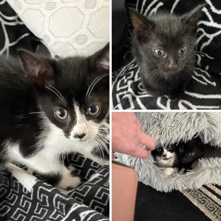 Kittens 10 weeks old 