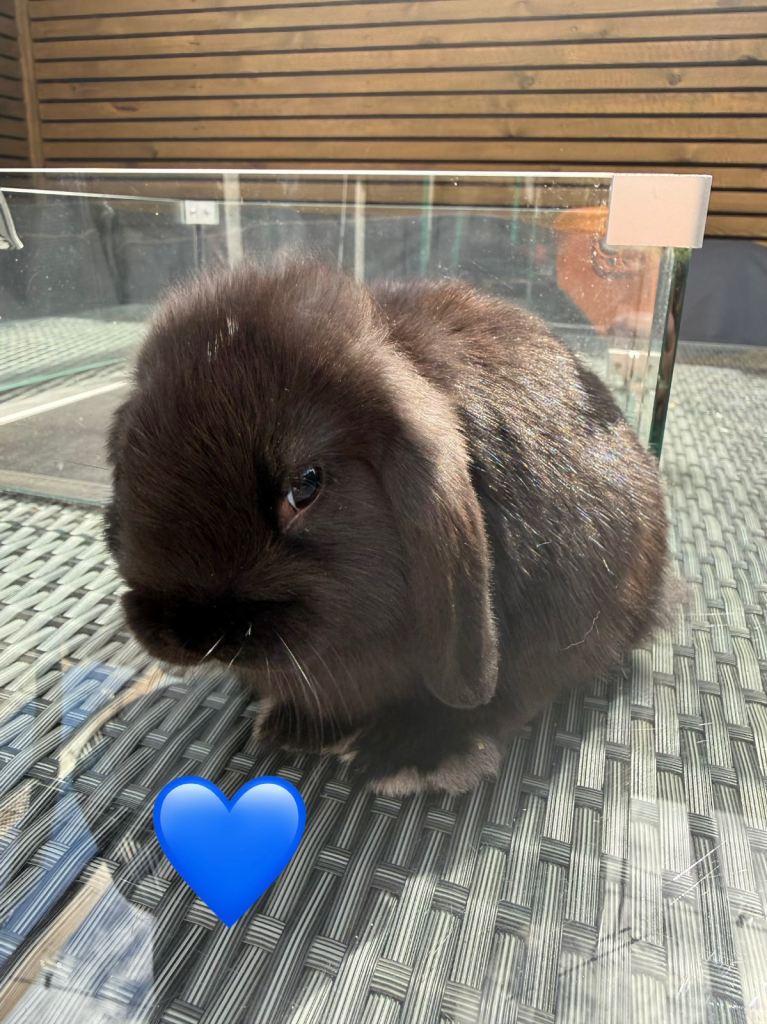 10 Week old Mini lops rabbits 