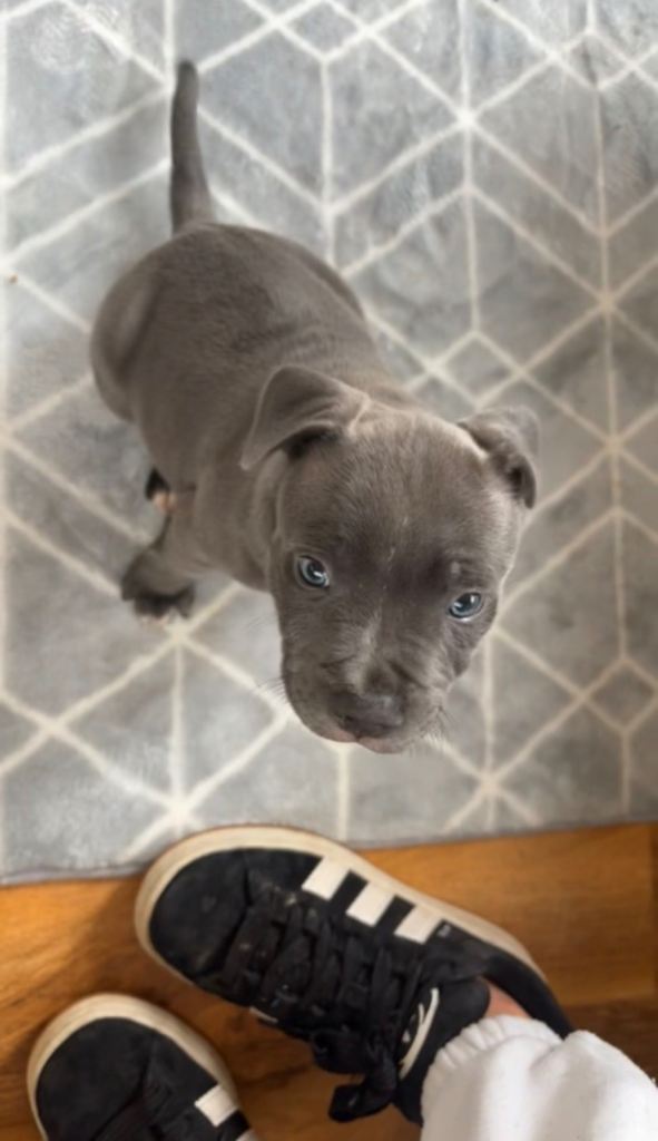 Blue Staffordshire bull terrier 