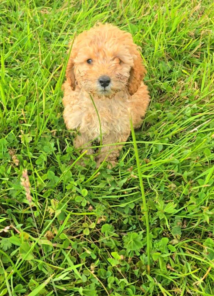Toy poodle puppys for sale