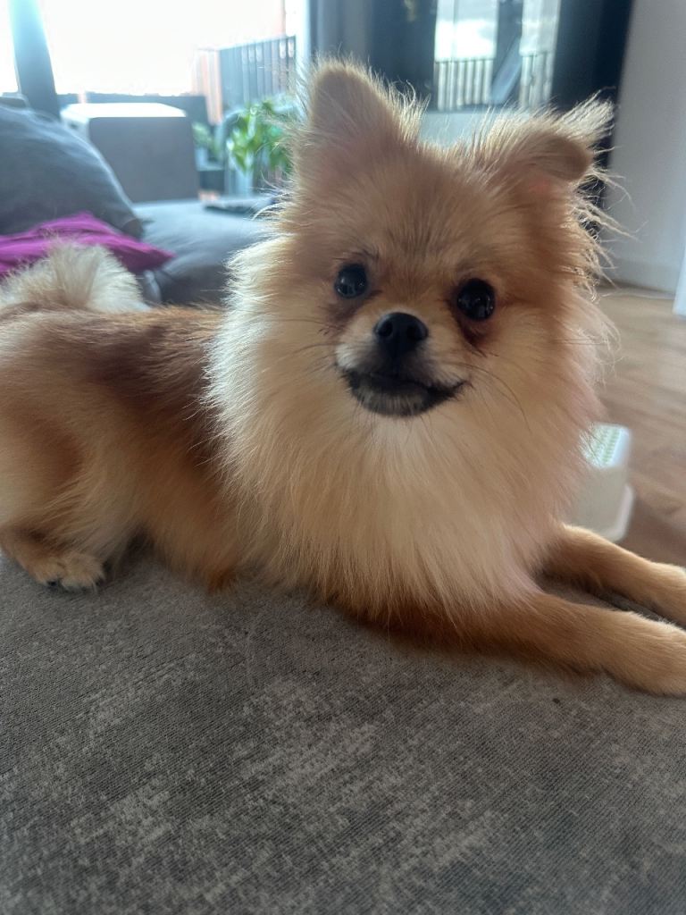 Full Breed Pomeranian female puppy for sale