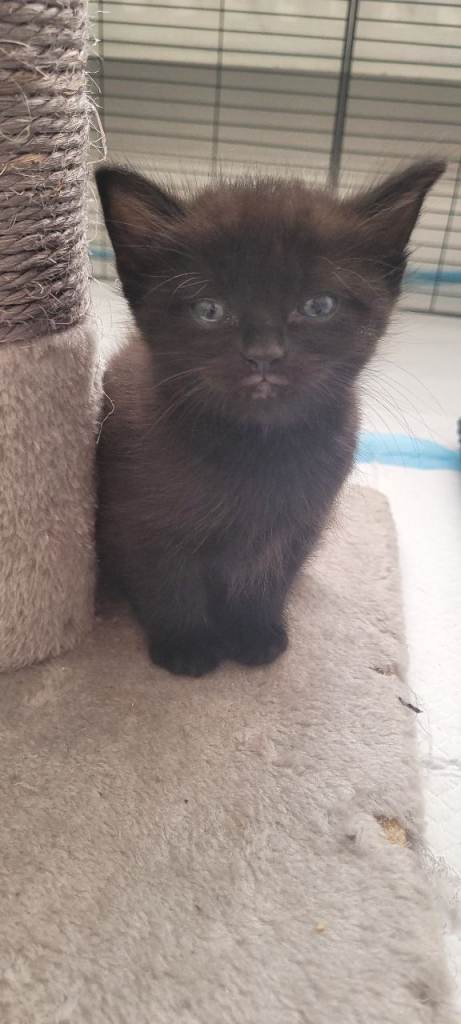 Beautiful Black kitten. Mum is TabbyxBritish shorthair. Dad is RagdolxBombay