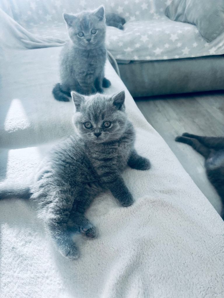 British Shorthair -3 kittens