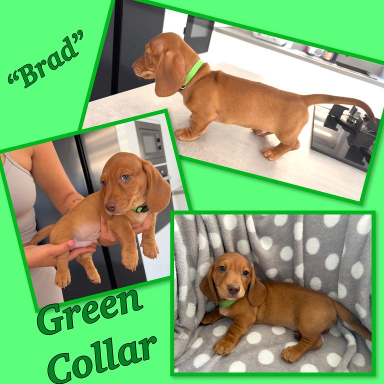 Miniature dachshund puppies