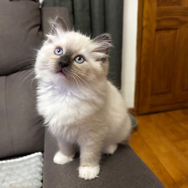 😻Beautiful Purebred Ragdoll Kittens 😻