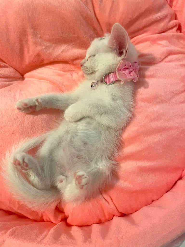 9 weeks old boy