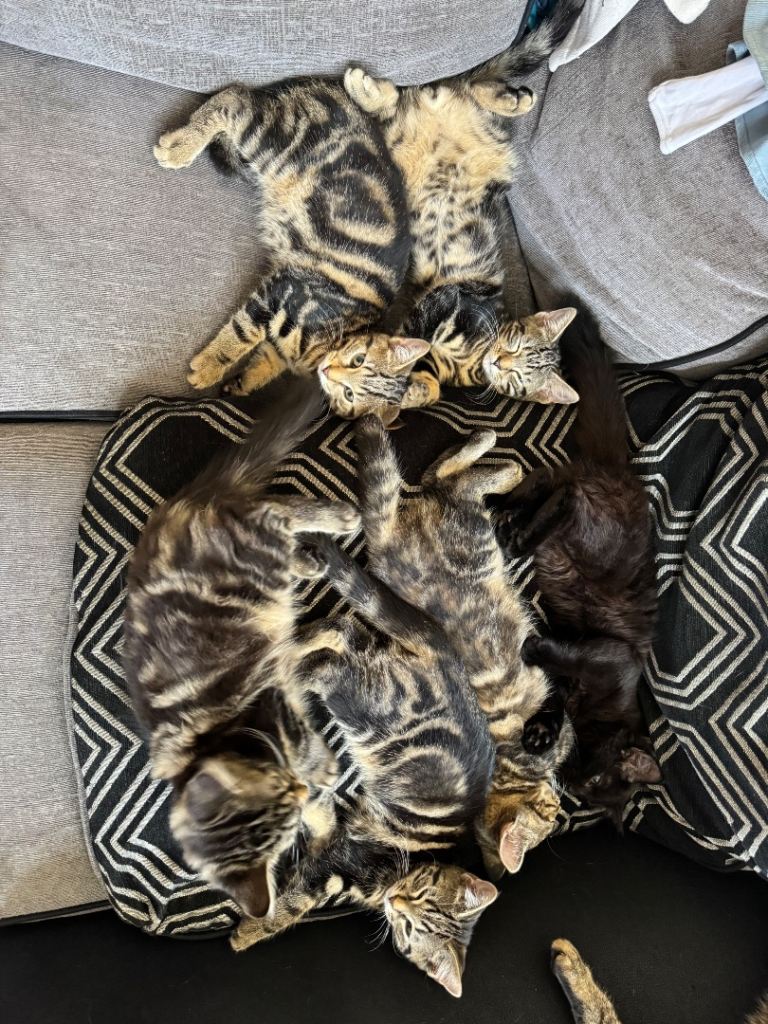 6 beautiful 12 week old kittens