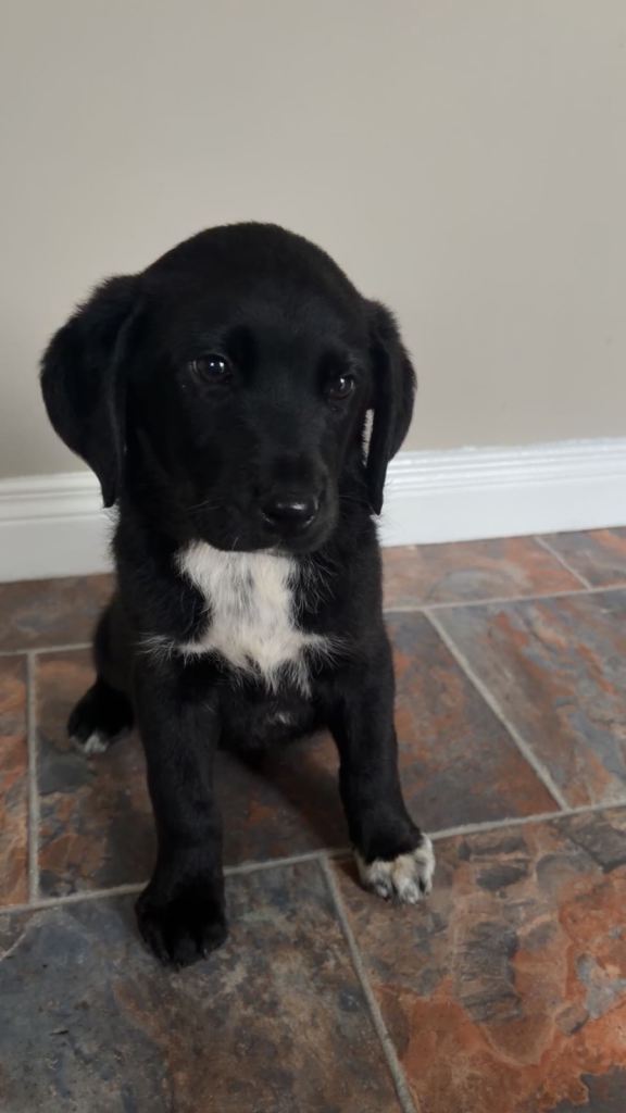 labrador pup 12 weeks old