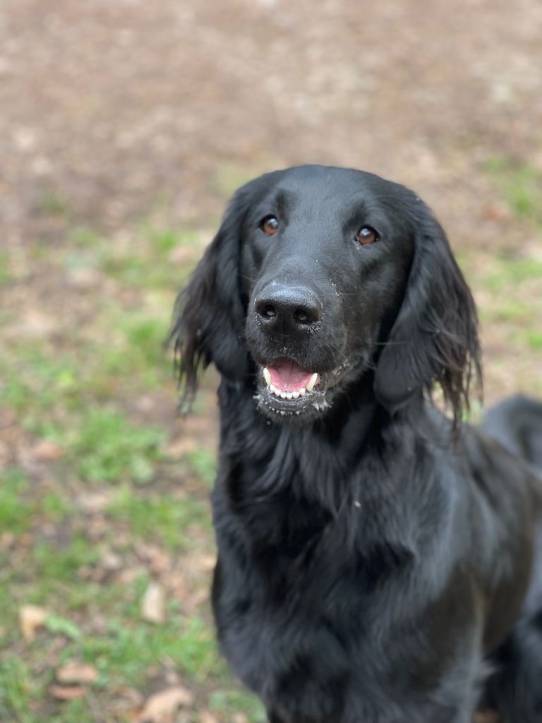 Flat Coated Retriever pups, KC reg