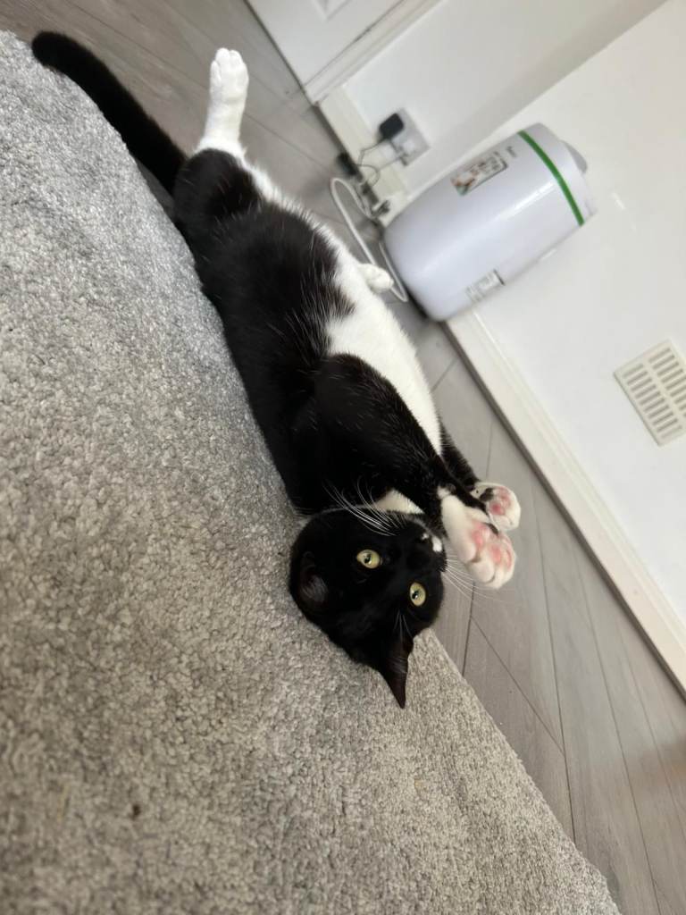 Kitten girl 13 months 