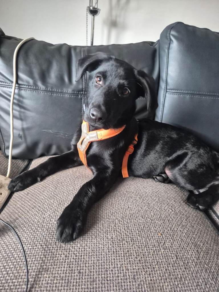 German Shepherd x Labrador Puppy