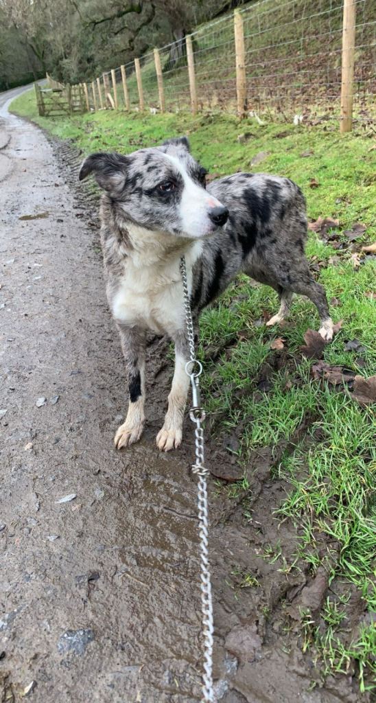 Mixed litter border collie pups 