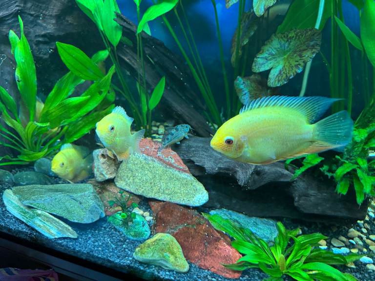 Tropical Fish Golden Severum