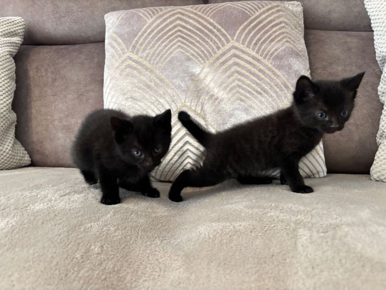 Kittens ready to go now £30