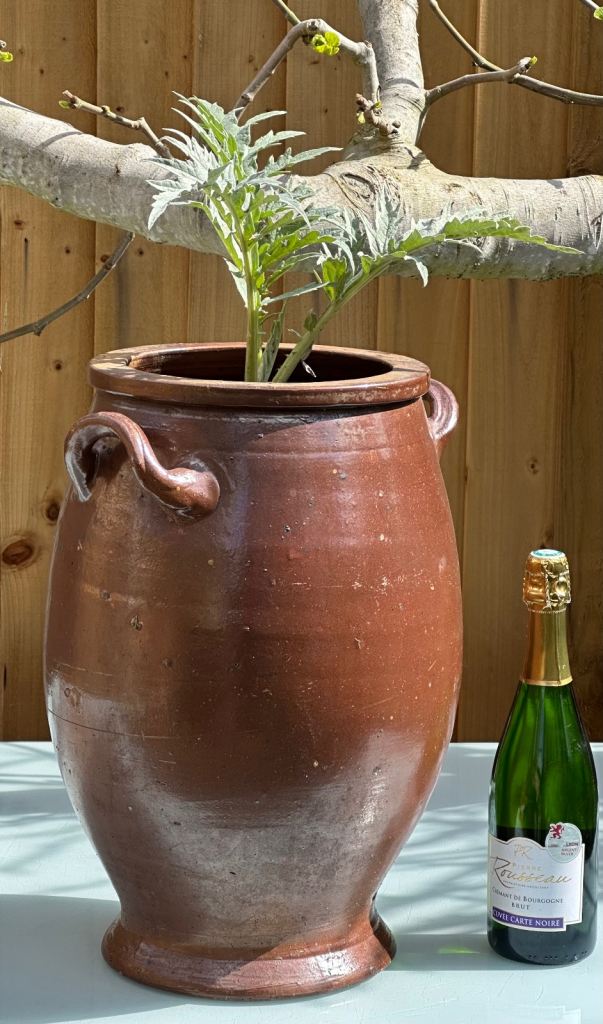 LARGE ANTIQUE FRENCH STONEWARE PLANTER URN, CONFIT JAR POT, SALTING JAR - H47cm 7.8kg - WILL POST!