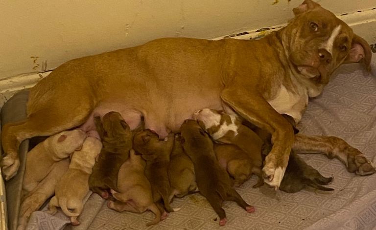 Staff pups