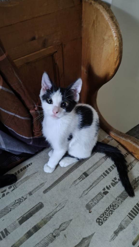 Kitten 