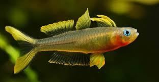 20 x Yellow Forktail Rainbowfish 
