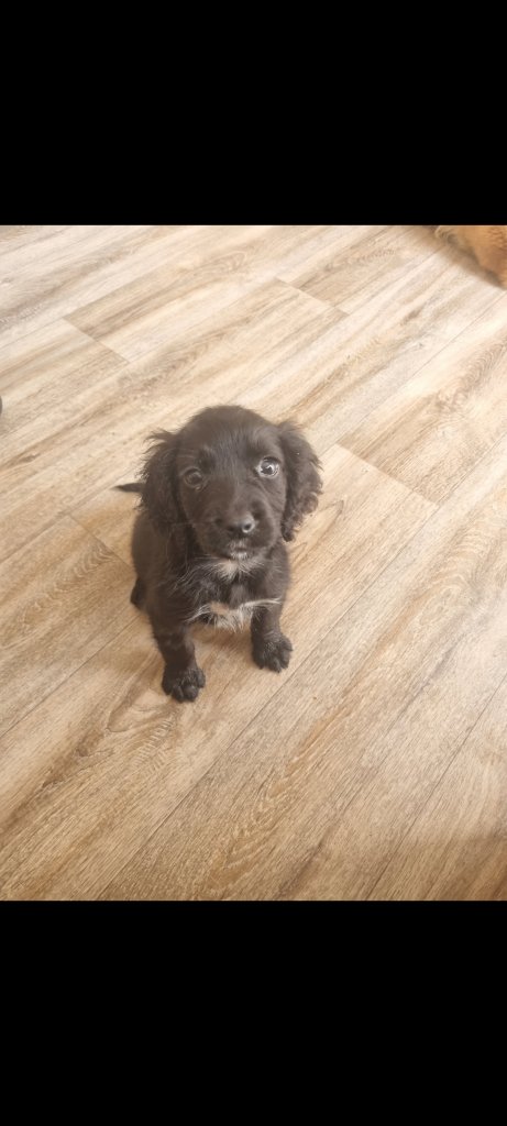 Cocker spaniel girl 12 week's old