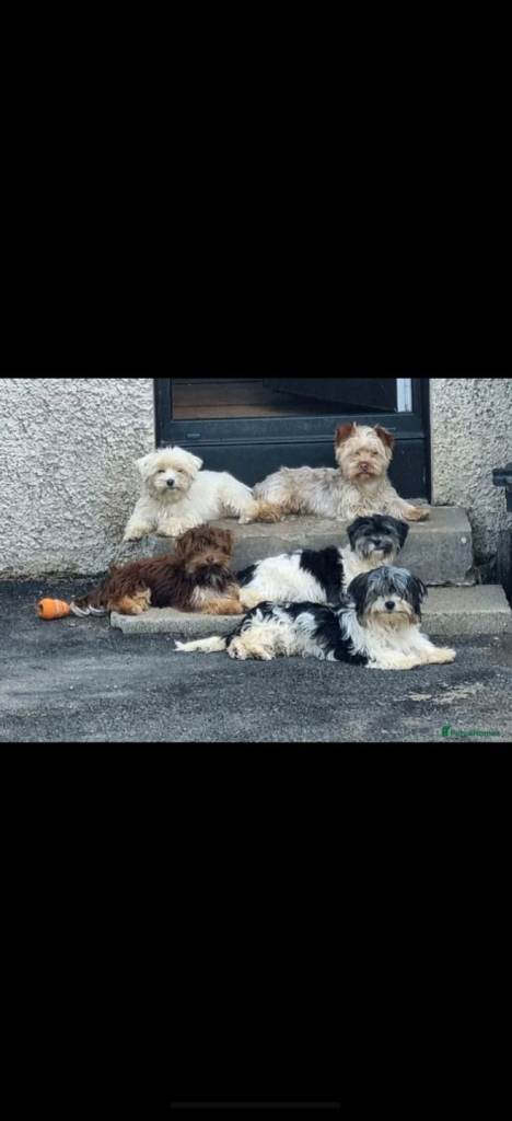 Female chocolate sable Yorkie, Biewer terrier