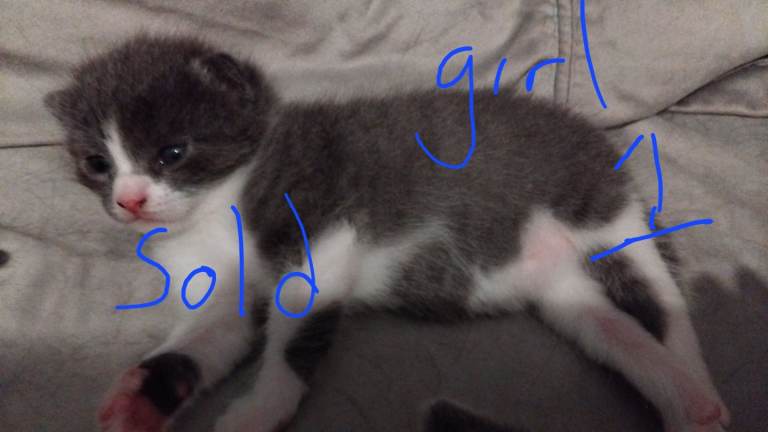 4 beautiful kittens 
