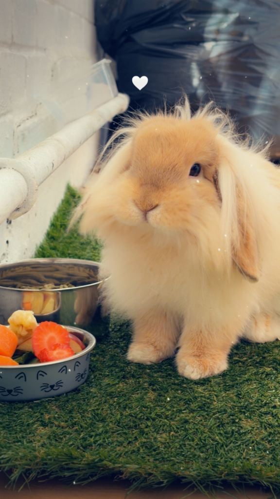 7 month old boy rabbit